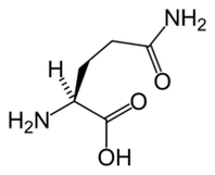 L-glutamine dans Keto Diet